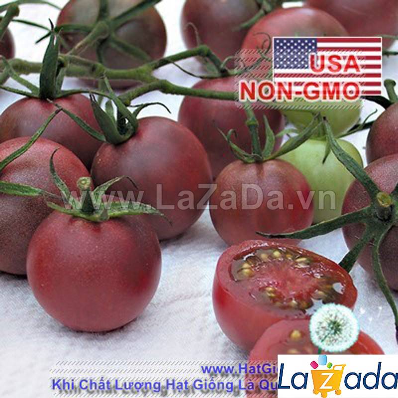 50h Hạt Giống Cà Chua Chocolate (A3.103| C3*W45*M180)