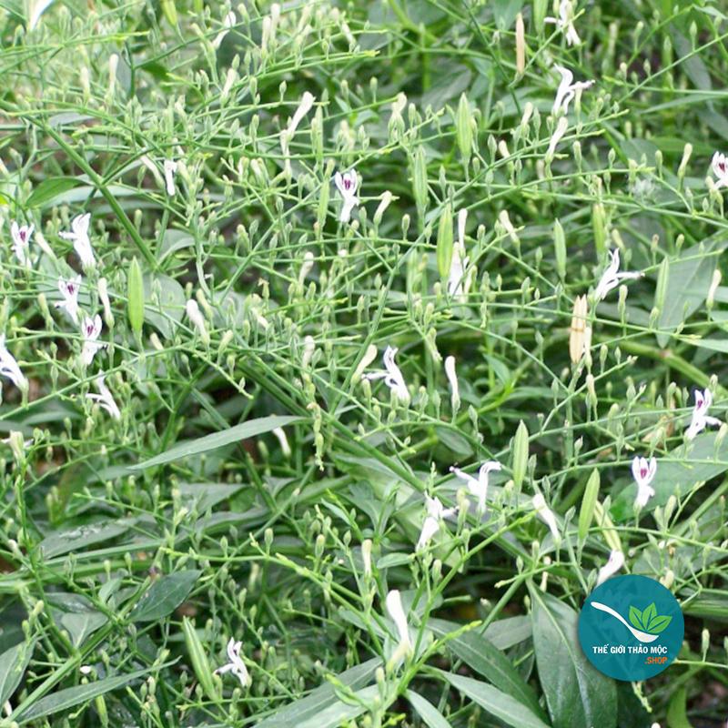 Xuyên Tâm Liên 1KG - TM146