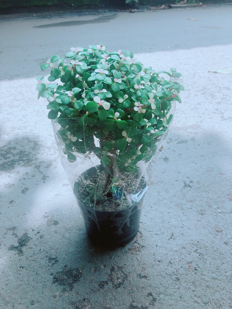 Cây Sen Đá Thân Gỗ