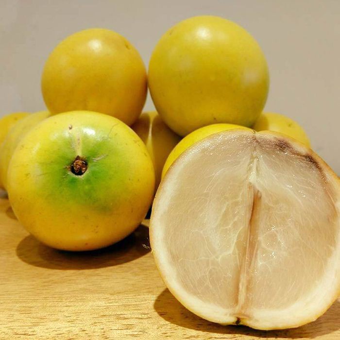 Cây Ghép Vú Sữa Hoàng Kim