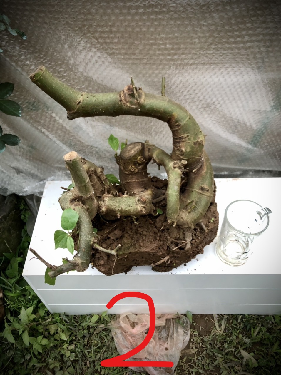 Cây sung bonsai phôi ảnh thật đánh số 1-21