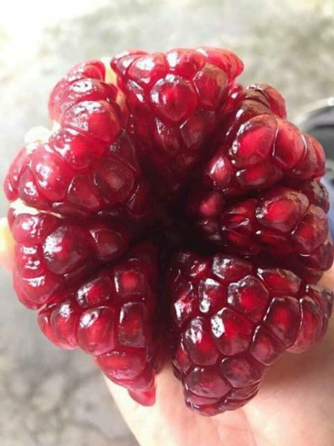 Cây Giống Lựu Đỏ ai cập