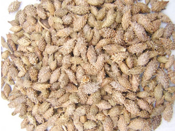 Dried Horse Head 500Gr, First Class Product Gt242