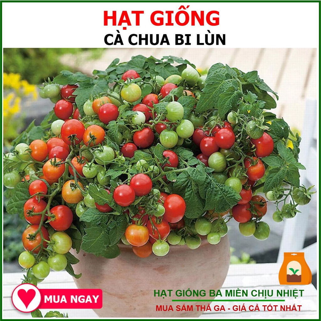 Hạt giống cà chua bi lùn lai f1 sai quả dễ trồng chịu nhiệt tốt