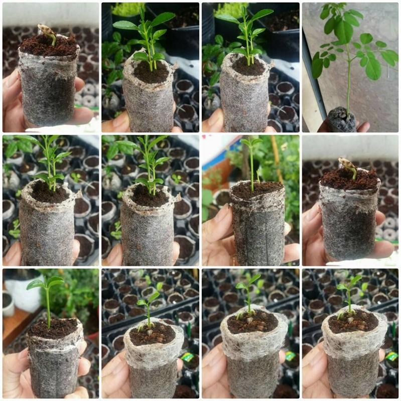 20 viên nén mụn xơ dừa ươm hạt, ươm cây