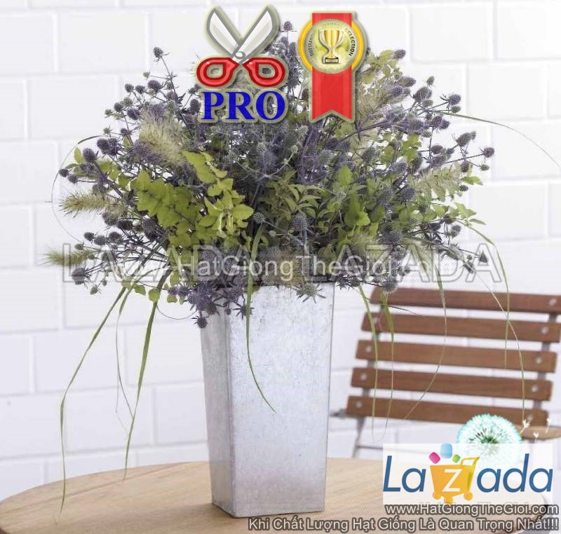 50h Hạt Giống Hoa Nhím Biển Blue Glitter (TLB2| -KD: B6*X69)