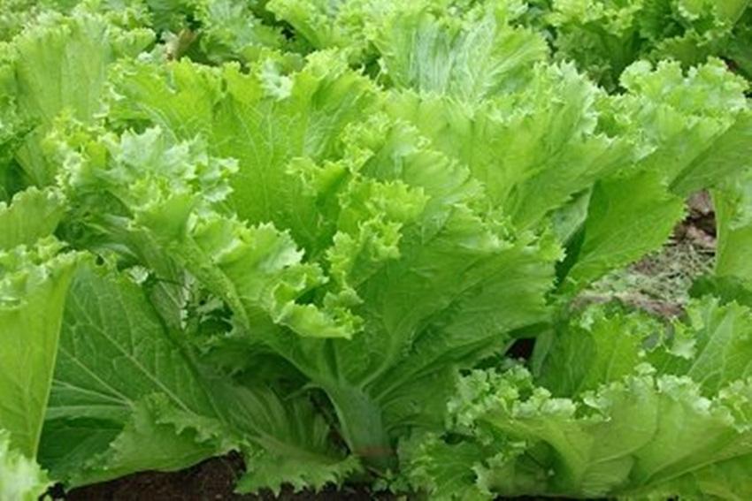 10 gam Hạt giống cải bẹ mào gà cao sản