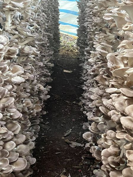 PHÔI NẤM BÀO NGƯ XÁM