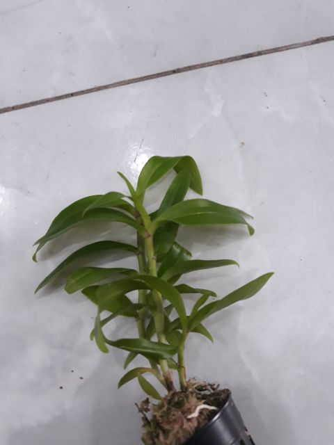 Com bo 3 cốc hoa phong lan - 5ct họng tím