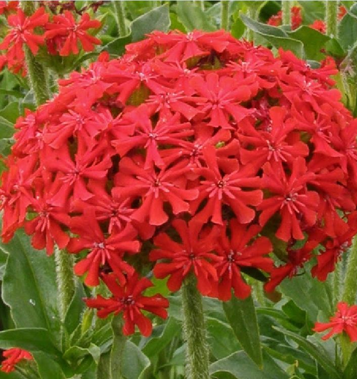 Red Thu La Flower Seeds - 1 Pack of 50 Seeds