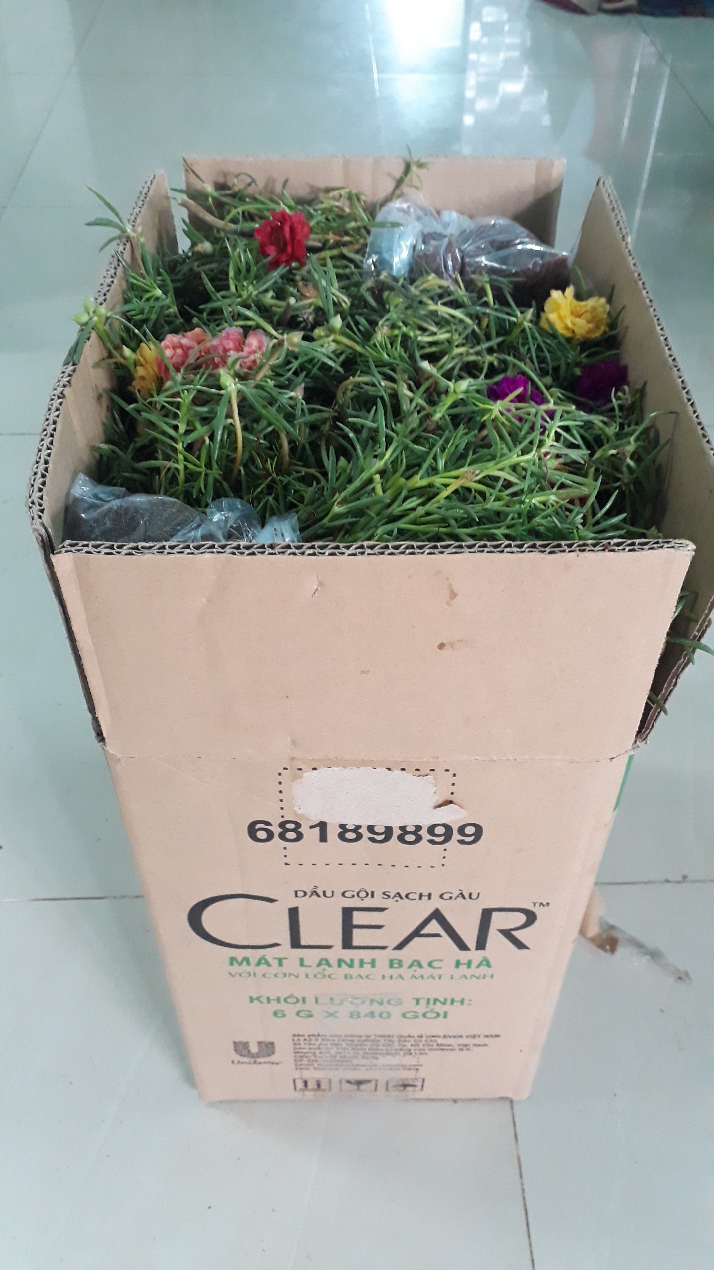 Hoa 10 gio gia re, chi #24.9k, 1 bo 50 cay, có 15 màu để chọn: 1.Đỏ/2.Vàng/3.Trắng/4.Tím/5.Nghệ/6.Hồng/7.Da/8.Cam/9.HồngViền/ 10.TímViền/11.CamĐất/12.TrắngViền(đơn)/13.TímViền(đơn)/14.VàngChanh/15.TrắngViền