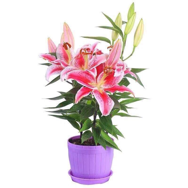 COM BO 3 CỦ HOA LY LÙN HÀ LAN-củ giống