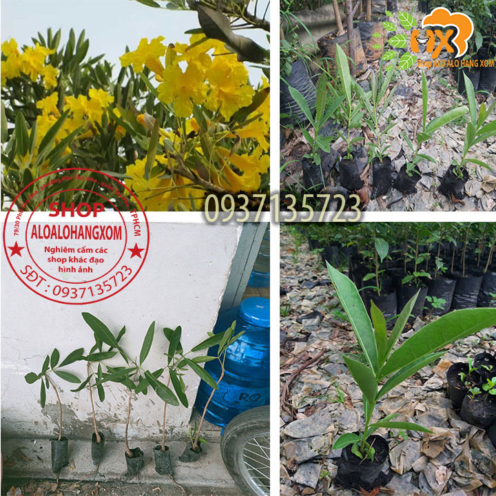 [HCM]cây hoa chuông vàng cây giống (combo 5 cây )