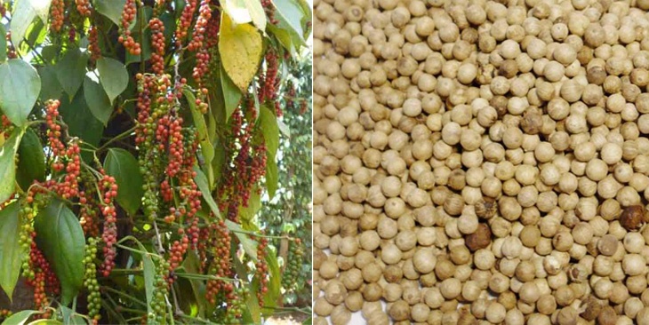Tiêu sọ trắng - Loại 1Kg