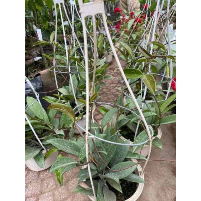 Lan cẩm Cù