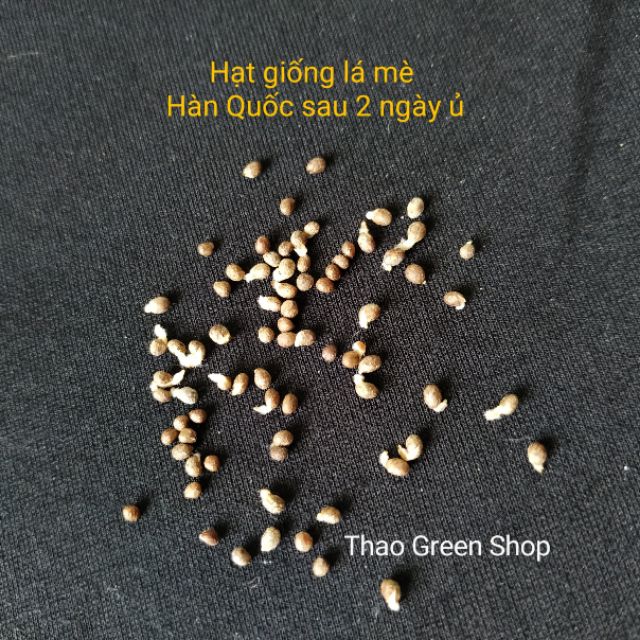 HẠT GIỐNG LÁ MÈ HÀN QUỐC