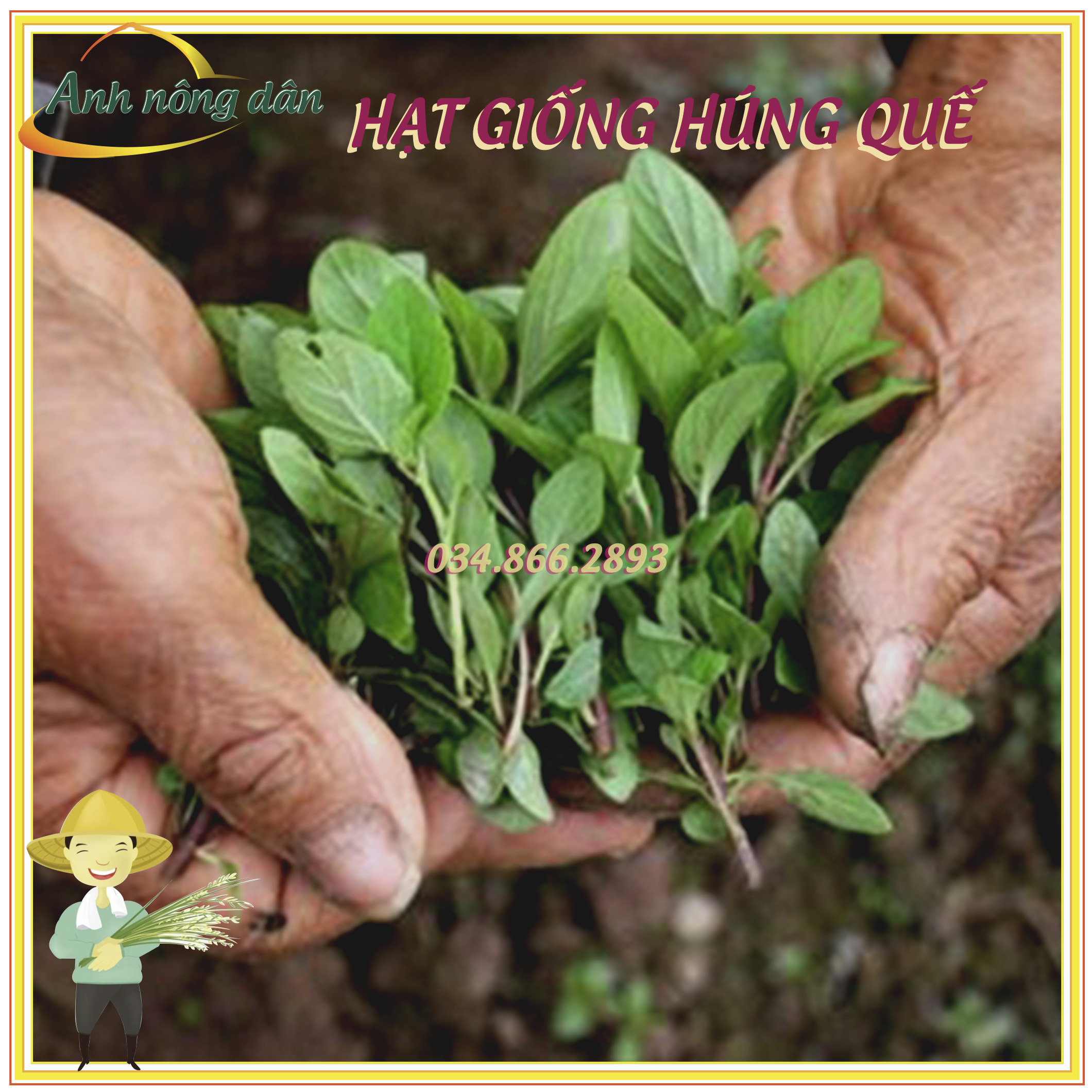 Gói 10g Hạt giống rau húng quế, hạt rau húng chó cao sản