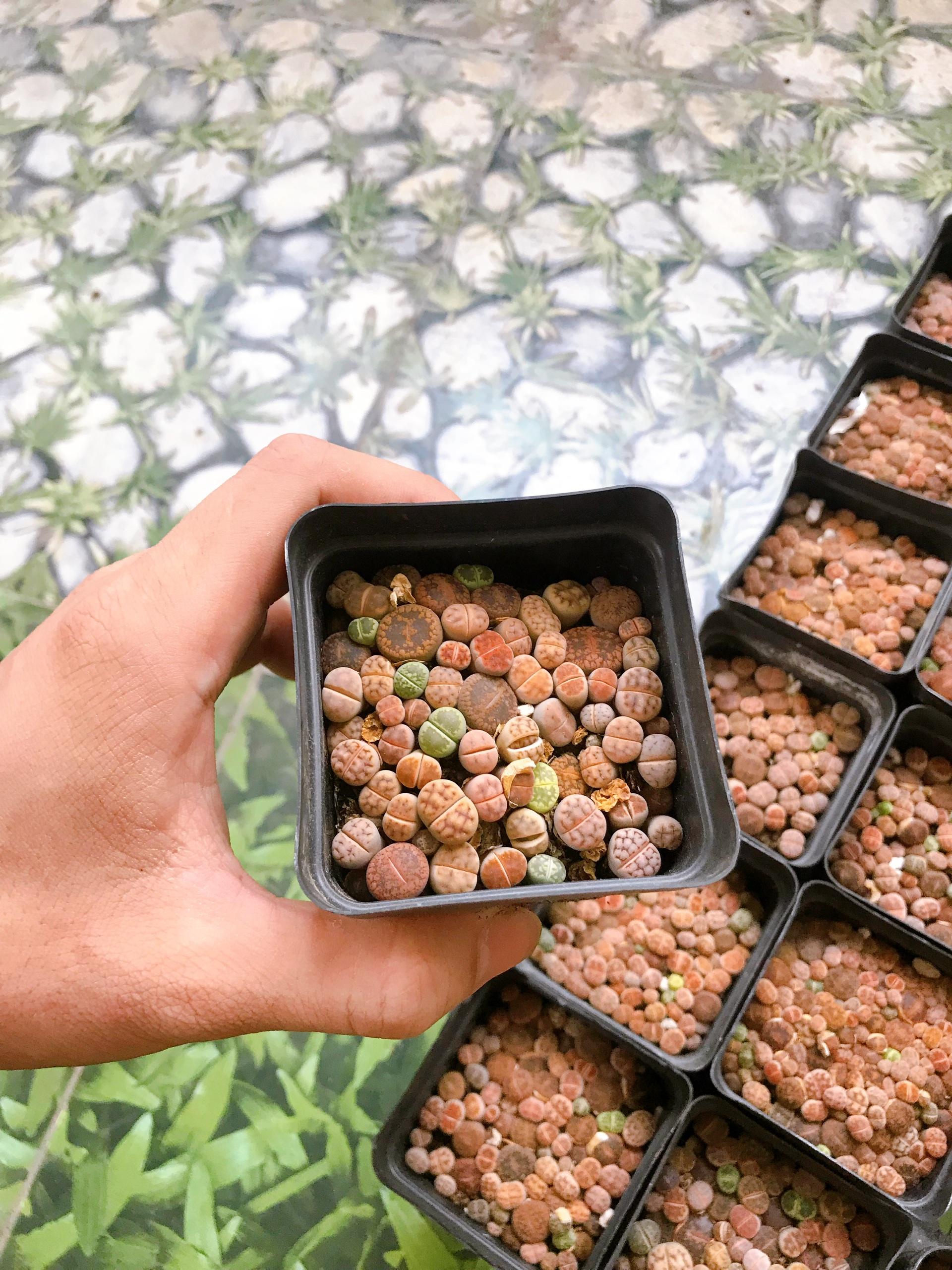 cây sen đá mông sen đá lithops thạch lan size nhỏ