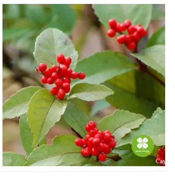 Cây sói rừng (1kg khô) -LV061