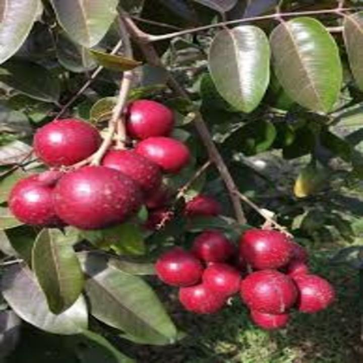 CÂY GIỐNG NHÃN TÍM