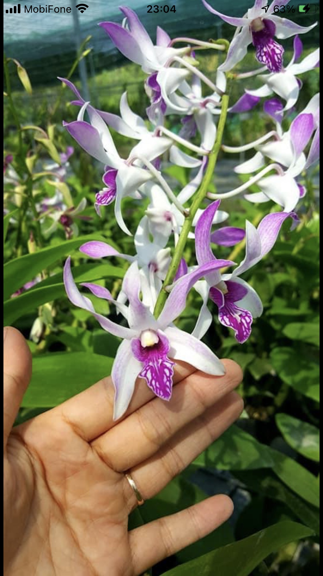 Hoa lan denro nắng thơm Urawan