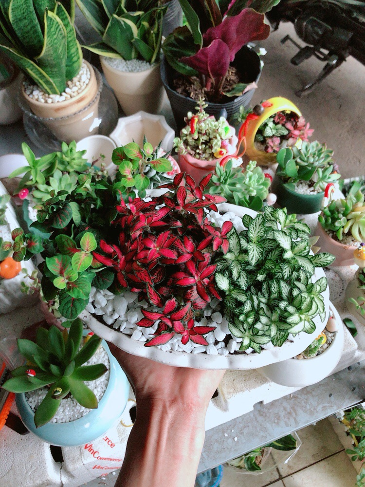 Chậu cây cẩm nhung (cây may mắn)