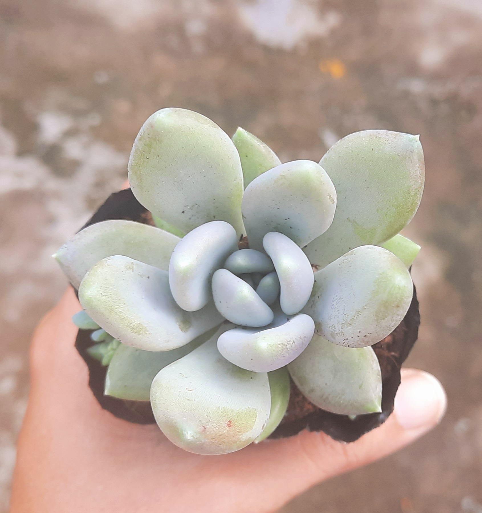 Sen đá SỎI XANH size bầu