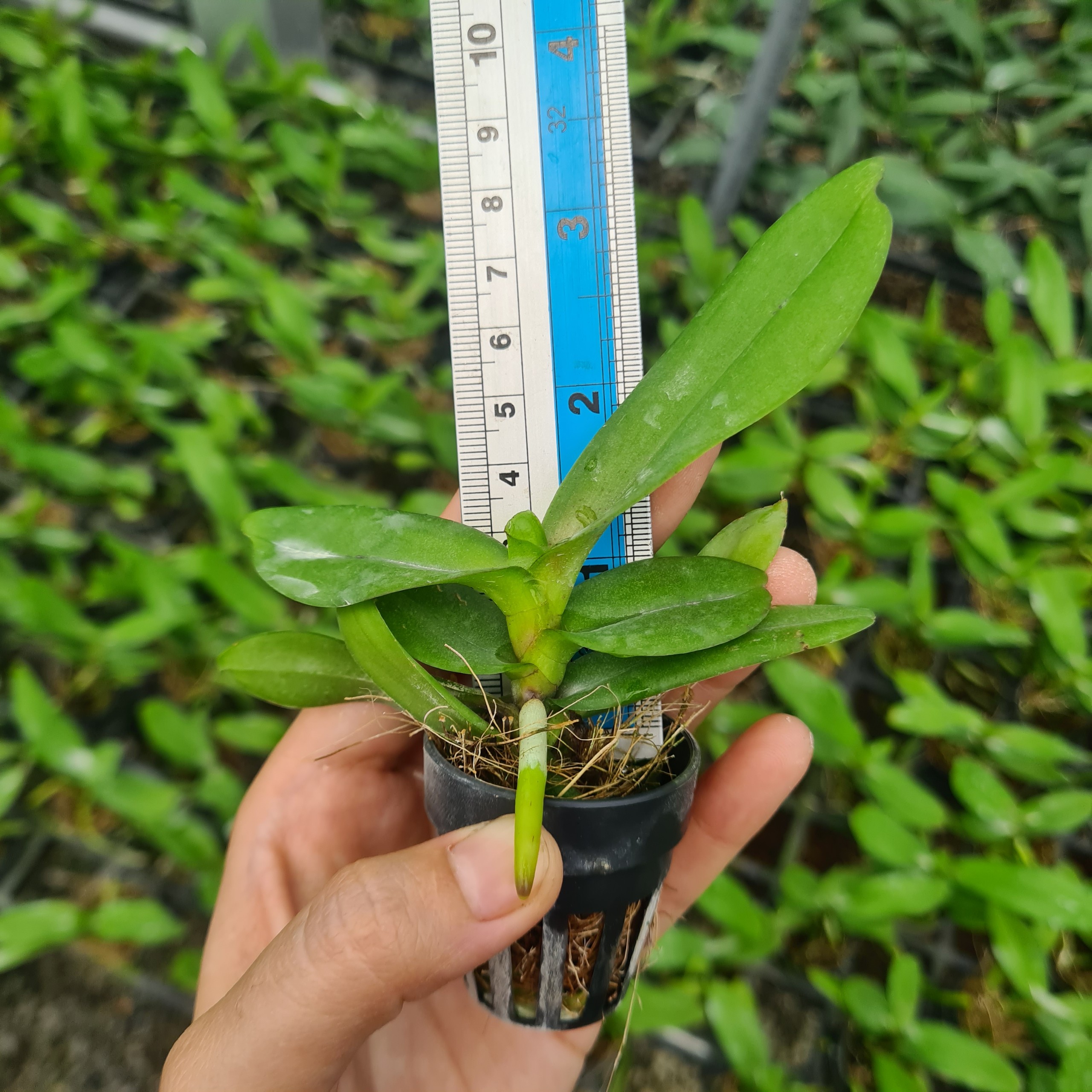 [Siêu Sale] hoa lan hoàng nhạn thái 4n