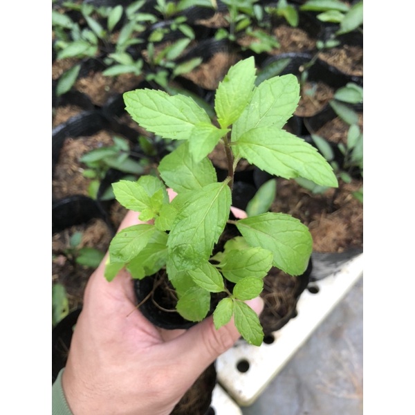 Cây Bạc Hà Peppermint - Bạc Hà Cay