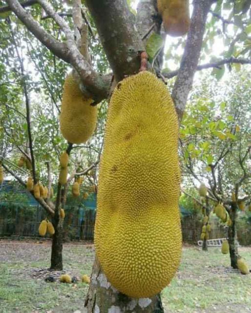 Mít Malaysia Siêu Dài
