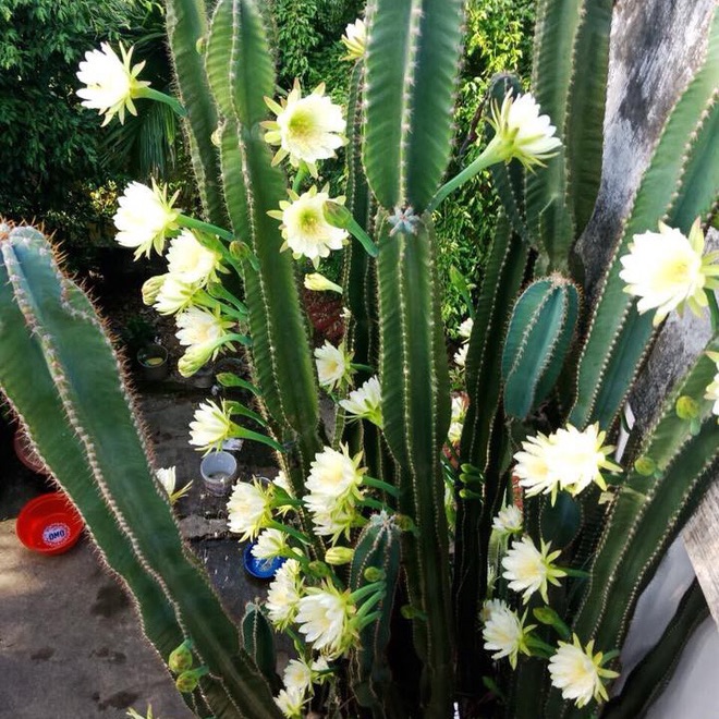 Xương rồng trụ. (1 trụ)