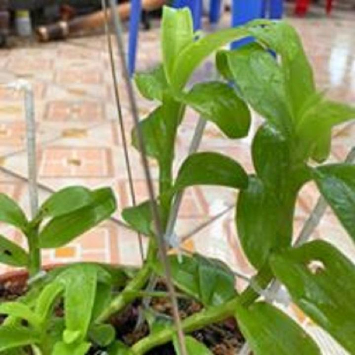 Hoa lan phi điệp-tím yên tử