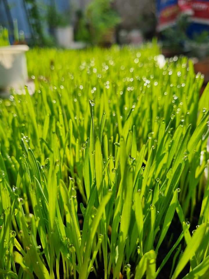 Hạt giống cỏ lúa mì Viethealthy 3kg
