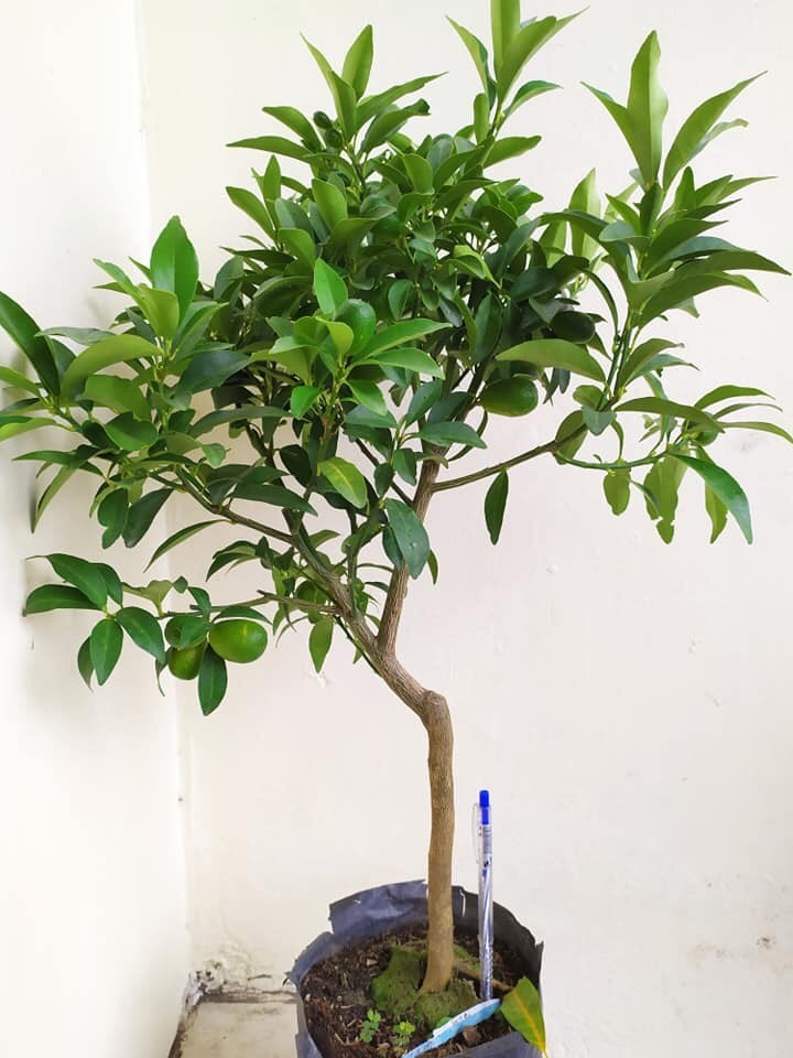 Cây quất ( tắc ) ngọt siêu trái