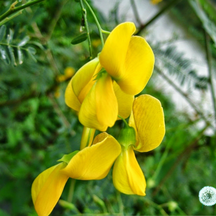 Hạt giống bông điên điển gói 1gr