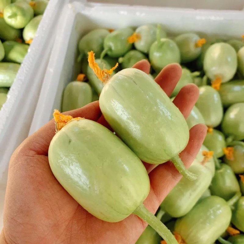 Hạt giống dưa chuột ngọc nữ siêu trái-20 hạt-gieo trồng quanh năm