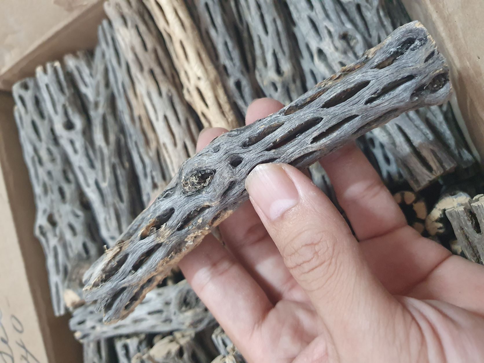 Lũa Cholla Cactus dành cho tép cảnh