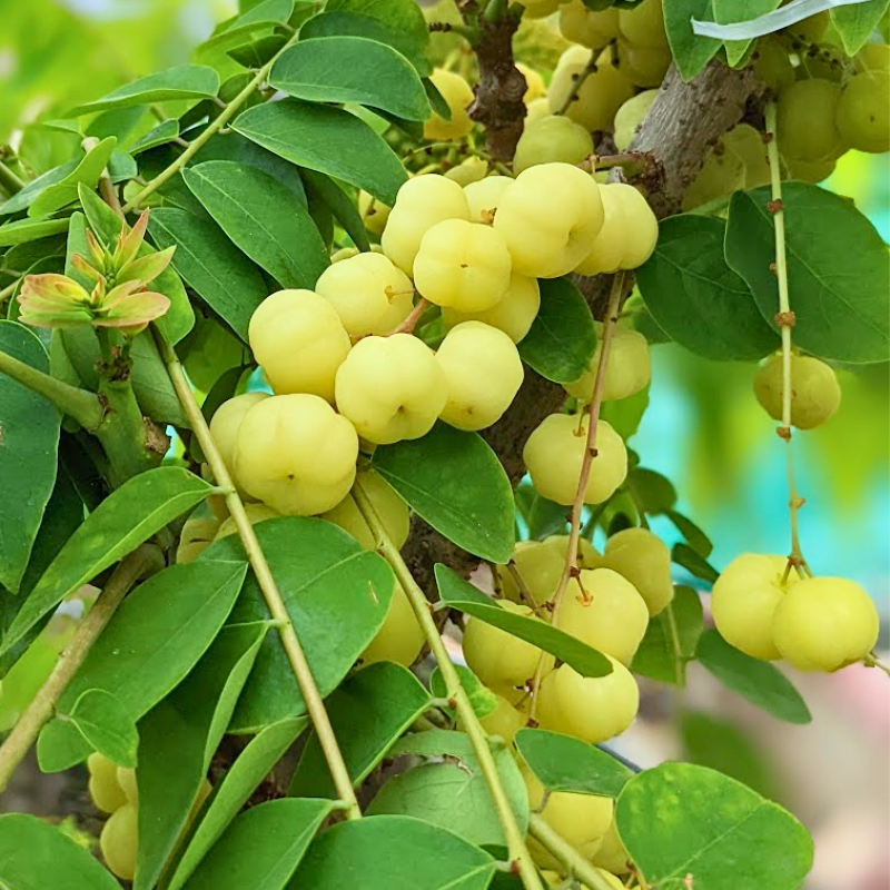 Cây Chùm ruột ngọt siêu trái chuẩn giống