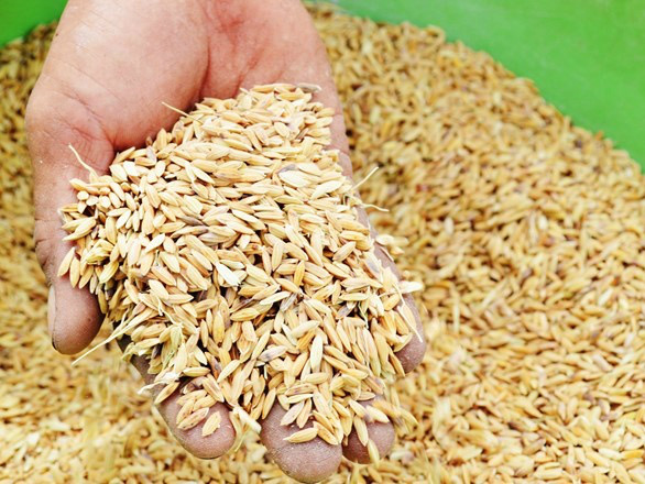 500g Hạt Lúa (Thóc) – Thức Ăn Cho Gà Kiểng, Chim Cảnh & Ươm Mầm