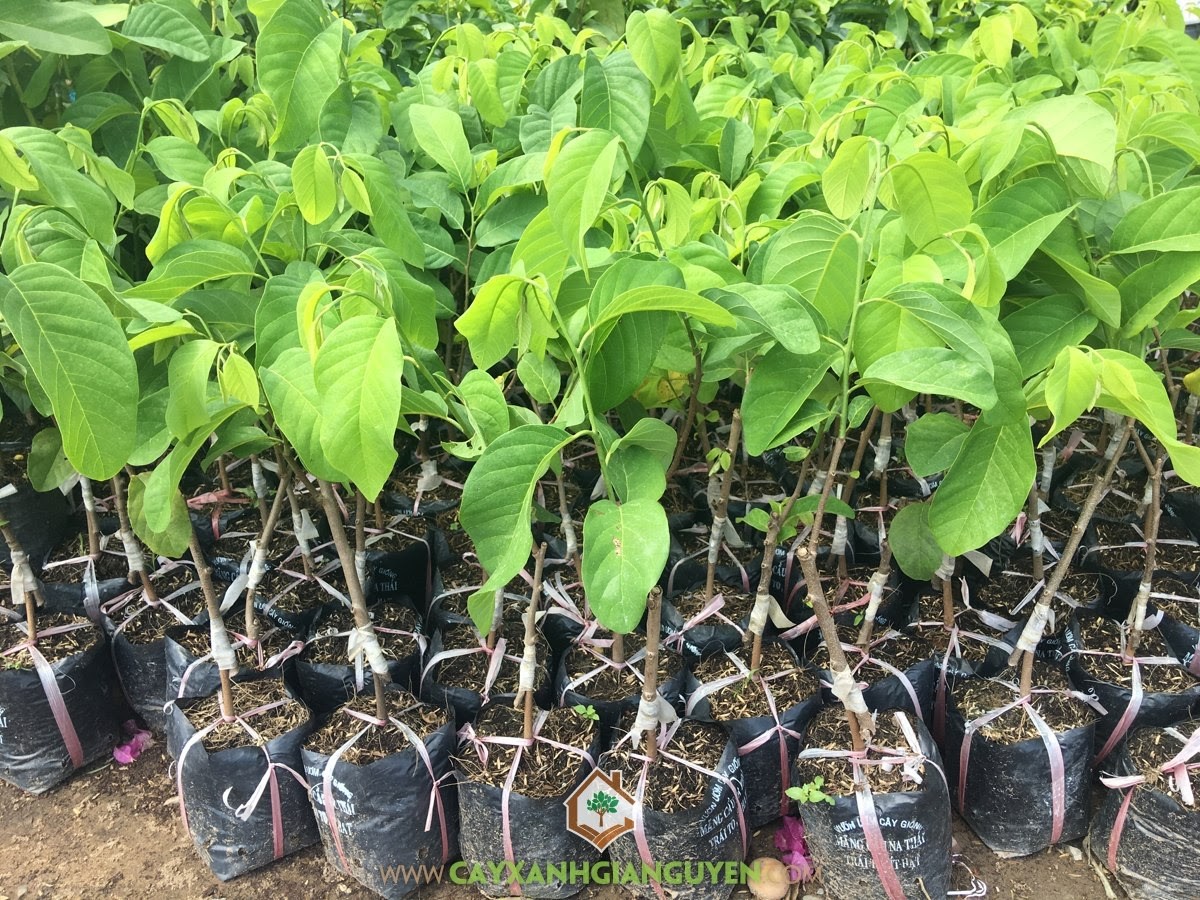Cây giống na thái