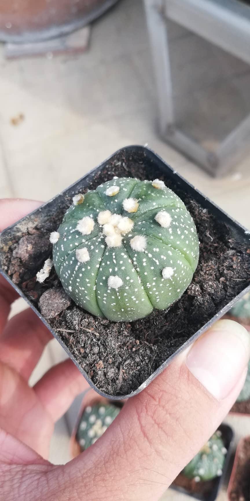 Cây xương rồng đôla trên cát