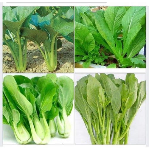 Combo 4 gói hạt giống rau cải ( cải ngòng + cải ngọt + cải xanh + cải chíp )