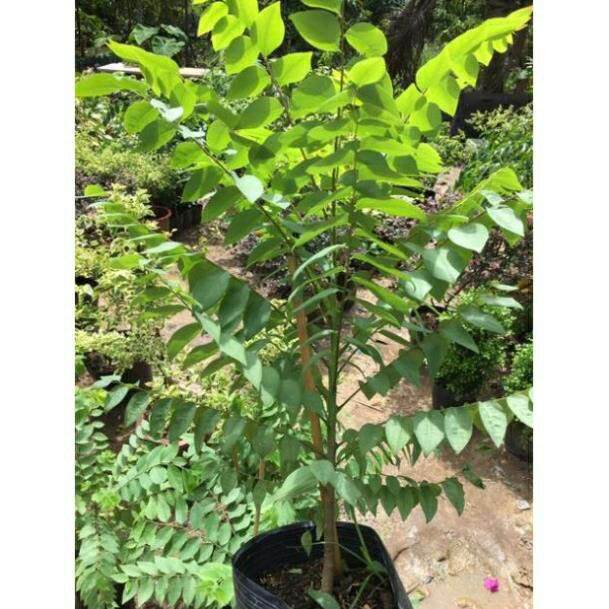 XTRA Cây chùm ruột thái trái ngọt (giống siêu sớm)