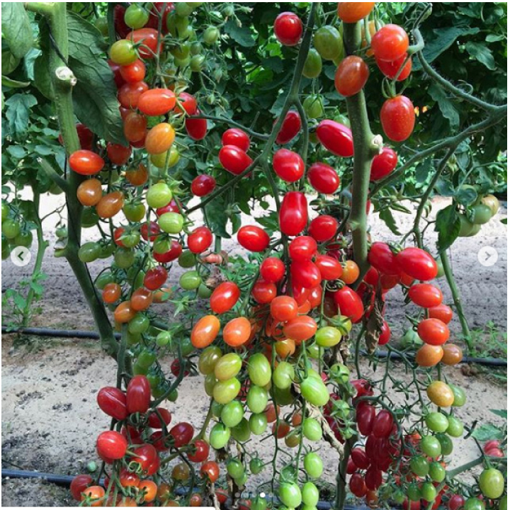 30 hạt giống cà chua chuỗi ngọc