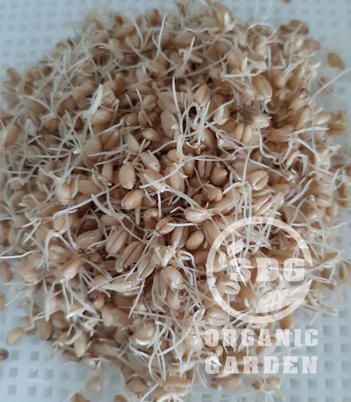 0.5kg hạt giống cỏ lúa mì italy mầu trắng
