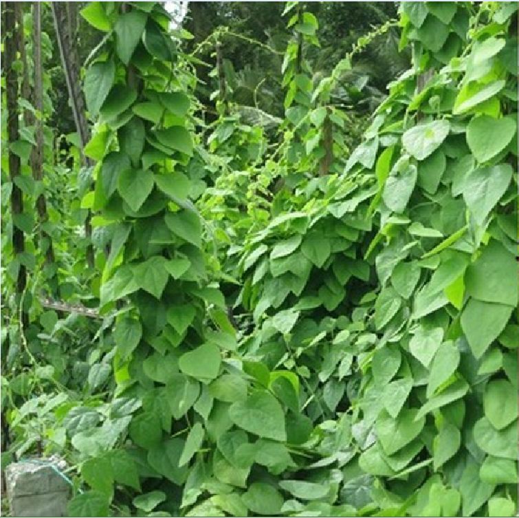 "Gói 30 Hạt " Hạt Giống Sương Sâm Lông