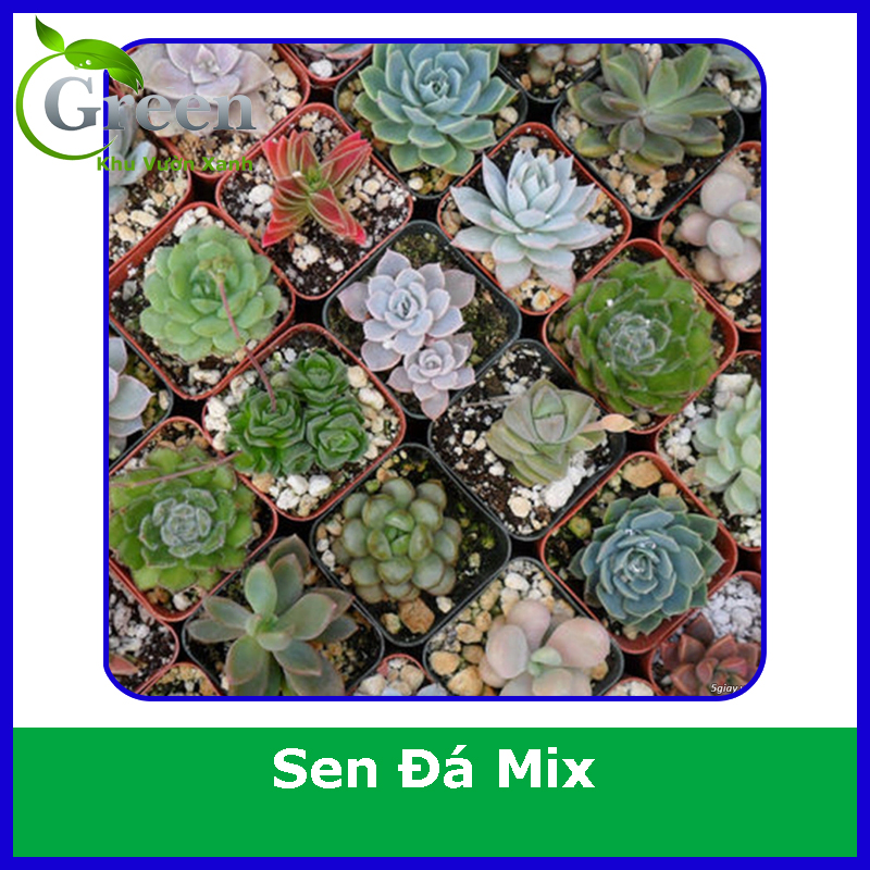 Hạt Giống Sen Đá Nhiều Loại Mix (Gói 20 hạt)