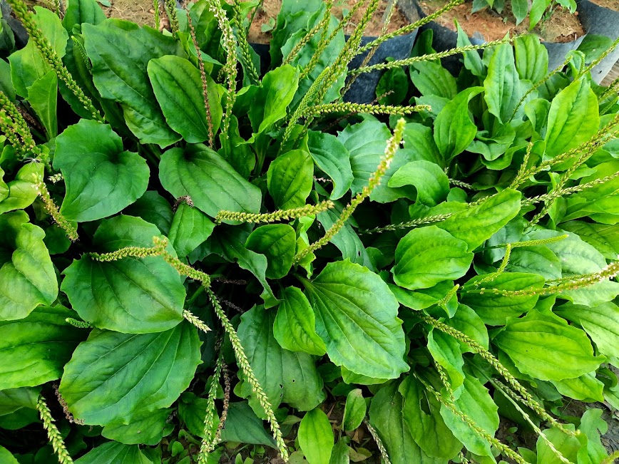 Cây mã đề tươi - gói 1kg
