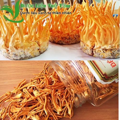 [HCM]100G Đông trùng hạ thảo khô - CAO CẤP