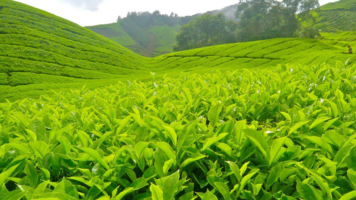 500G Trà Thái nguyên trà đinh